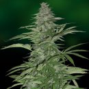 Barney's Farm Seeds Morning Glory (Феминизированные)