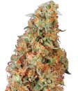 Dutch Passion Seeds Power Plant (Феминизированные)