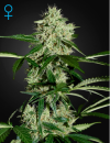 Green House Seed Co. Northern Lights Auto (Автоцветущие феминизированные)