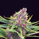 Kannabia Seeds Purple Kush (Феминизированные)
