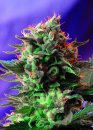 Sweet Seeds Jack 47 ® (Феминизированные)