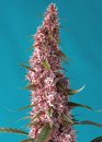Red Pure Auto CBD ® (Автоцветущие феминизированные)