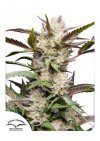 Auto Mimosa Punch (Автоцветущие феминизированные)
