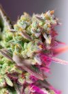 Sweet Mimosa XL Auto ® (Автоцветущие феминизированные)