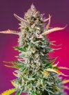 Gorilla Sherbet F1 Fast Version ® (Феминизированные)