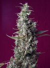 Sweet Cherry Pie ® (Феминизированные)